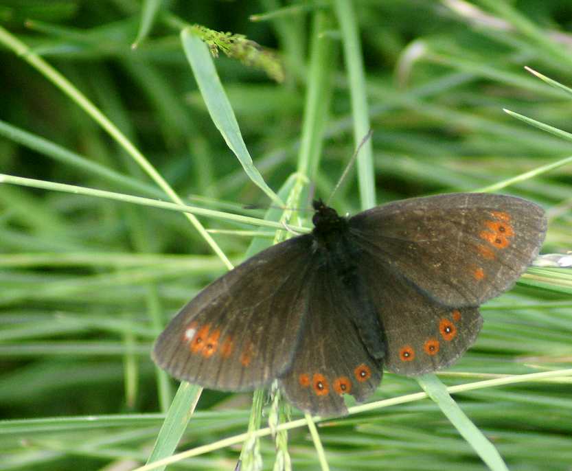 papillonLe MoireeLanceole-France.jpg